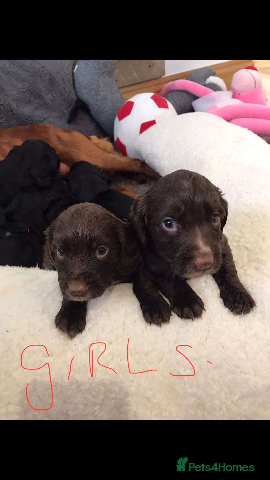 Cocker Spaniel dogs for sale: Cocker spaniel worker puppies  - Image 4