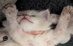 Ragdoll cats for sale: Stunning fluffy show quality ragdolls  - Image 22