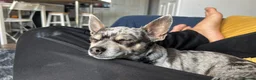 Chihuahua dogs for stud: merle chihuahua for stud in Manchester - Advert 3