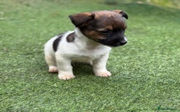 Jack Russell dogs for sale: The cutest little Jack Russel pups ❤️ - Image 23