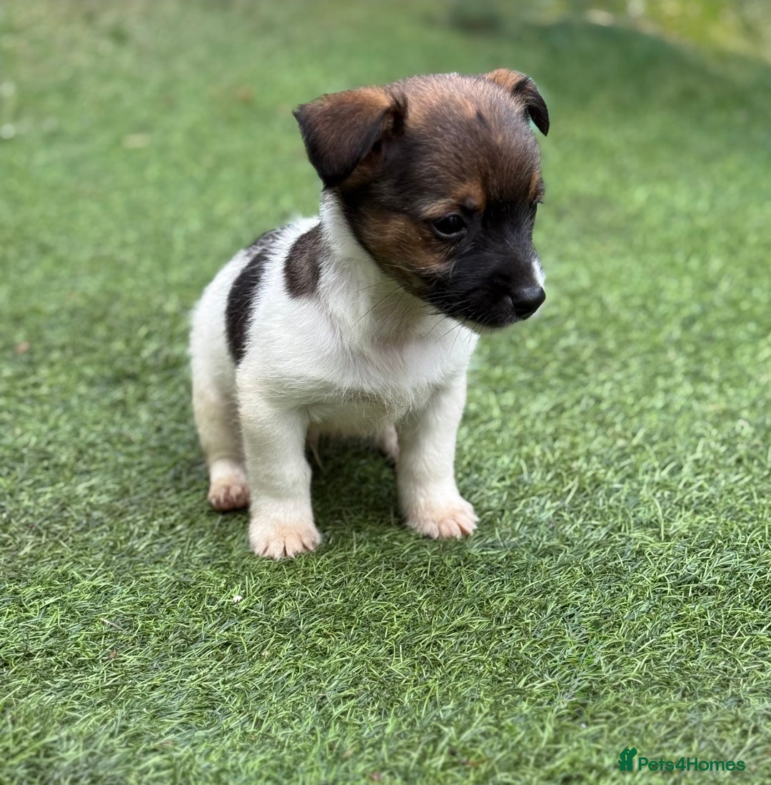 Jack Russell dogs for sale: The cutest little Jack Russel pups ❤️ - Image 23
