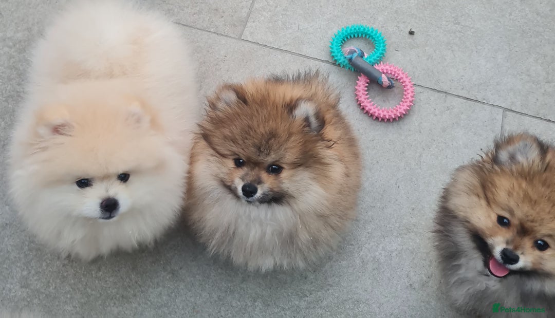 Pomeranian dogs for sale: Stunning Teddy purebreed Russian/Ukrainian poms in Basildon - Image 21