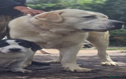 Central Asian Shepherd dogs for sale: Beautiful Alabai Mastiff puppies  in Pulborough - Image 28