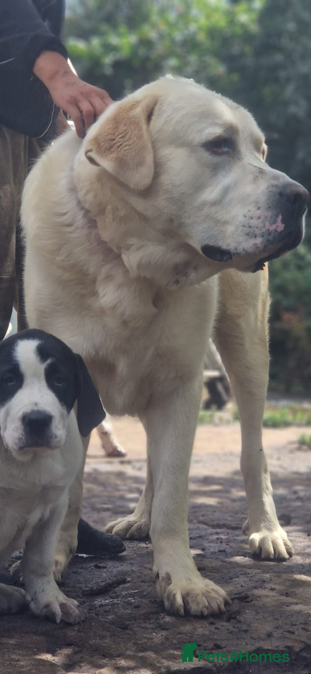 Central Asian Shepherd dogs for sale: Beautiful Alabai Mastiff puppies  in Pulborough - Image 28