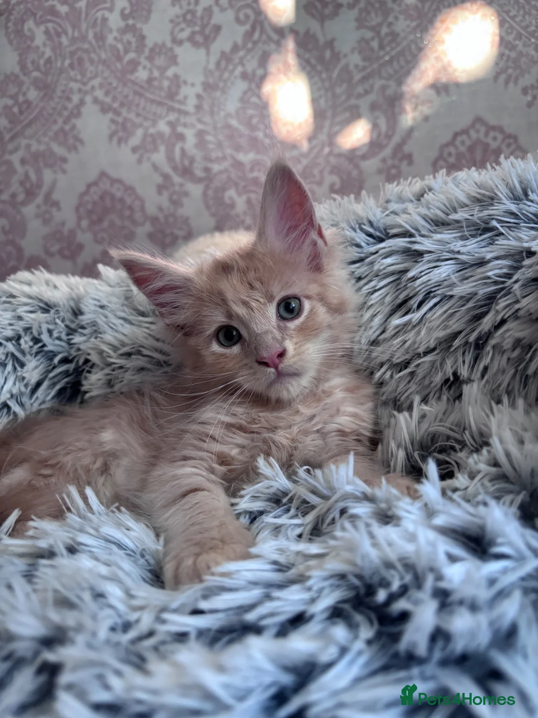Maine Coon cats for sale: Lovely Maine Coon kittens in rare colours  - Advert 19