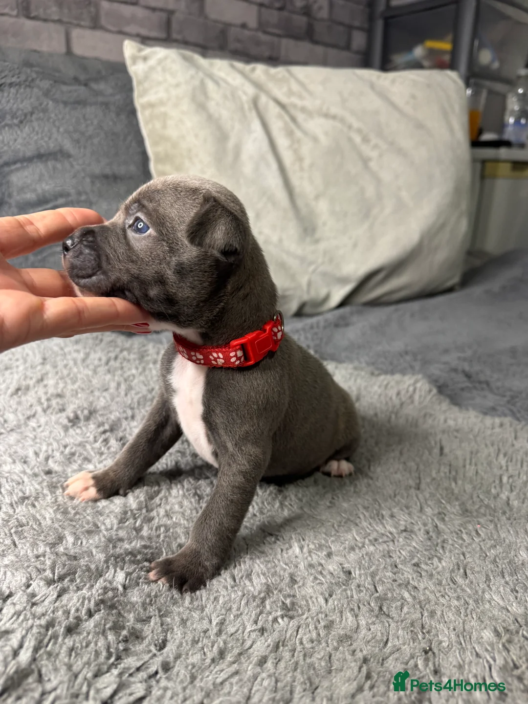 Staffordshire Bull Terrier dogs for sale: Staffy puppy for sale - Advert 7