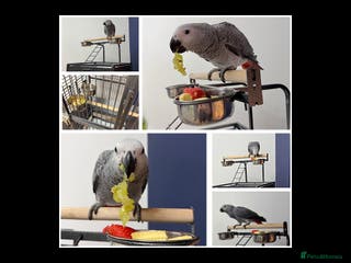 Parrots birds Baby African Grey Parrot - Advert 5