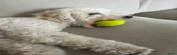 Cockapoo dogs for sale: Teddy  - Advert 3