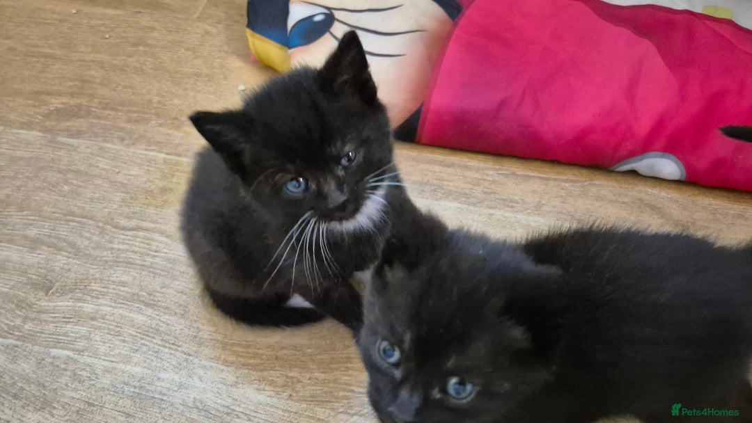 British Shorthair cats for sale: Beutiful British short hair cross kittens  - Advert 6