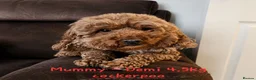 Cockapoo dogs for sale: 🐶 Lovable Teddy Bear red Toy Cockapoo Puppies 🐶  - Advert 17