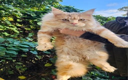 Maine Coon cats for sale: 5 maine coons  - Image 10