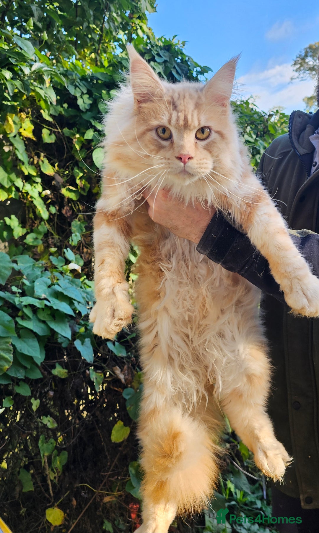 Maine Coon cats for sale: 5 maine coons  - Image 10