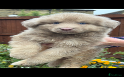 German Shepherd dogs for sale: Beautiful mixed coloured heath tested German sheps - Image 16