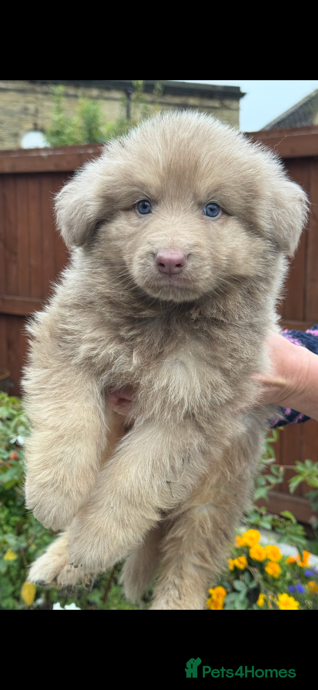 German Shepherd dogs for sale: Beautiful mixed coloured heath tested German sheps - Image 16