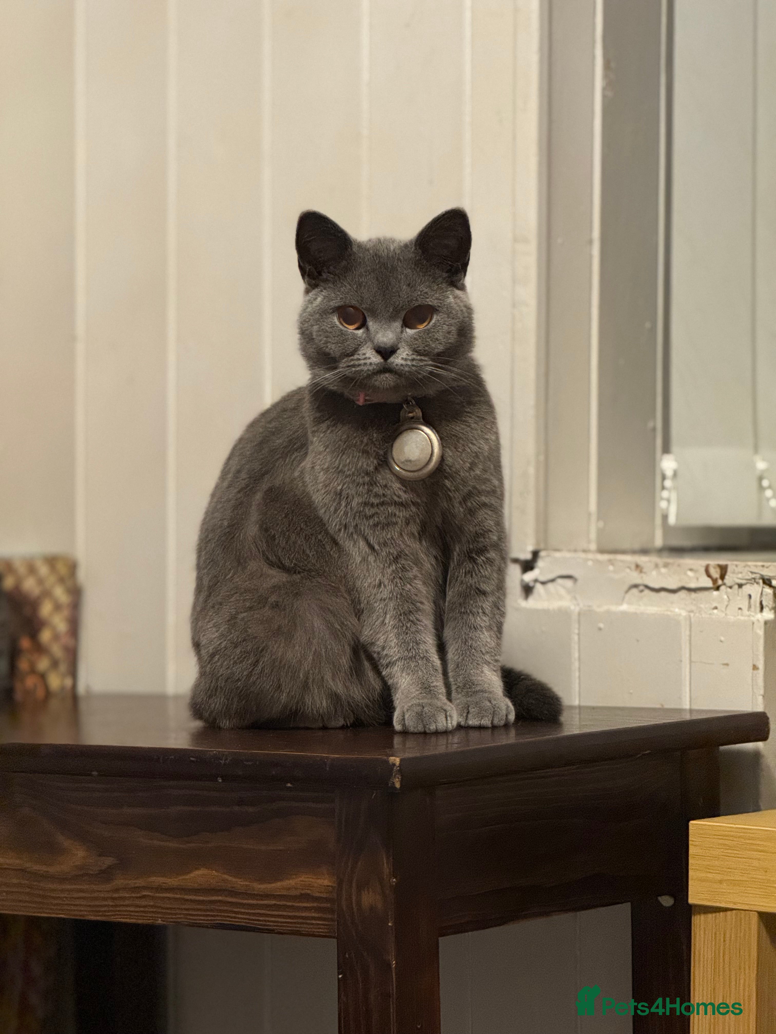 Mixed Breed cats British shorthair Crossbreed kittens for sale  - Advert 1