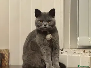 Mixed Breed cats British shorthair Crossbreed kittens for sale - Advert 1