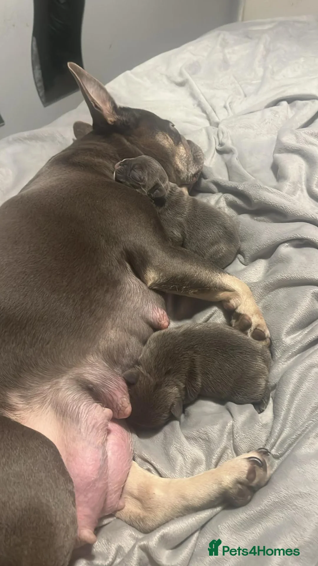 French Bulldog dogs for sale: 2 frenchies  - Advert 3