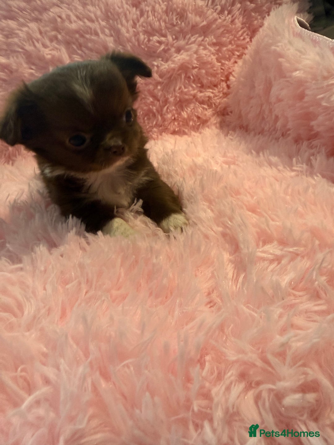Chihuahua dogs for sale: Beautiful litter of four l/c CHIHUAHUAS READY NOW! - Advert 9