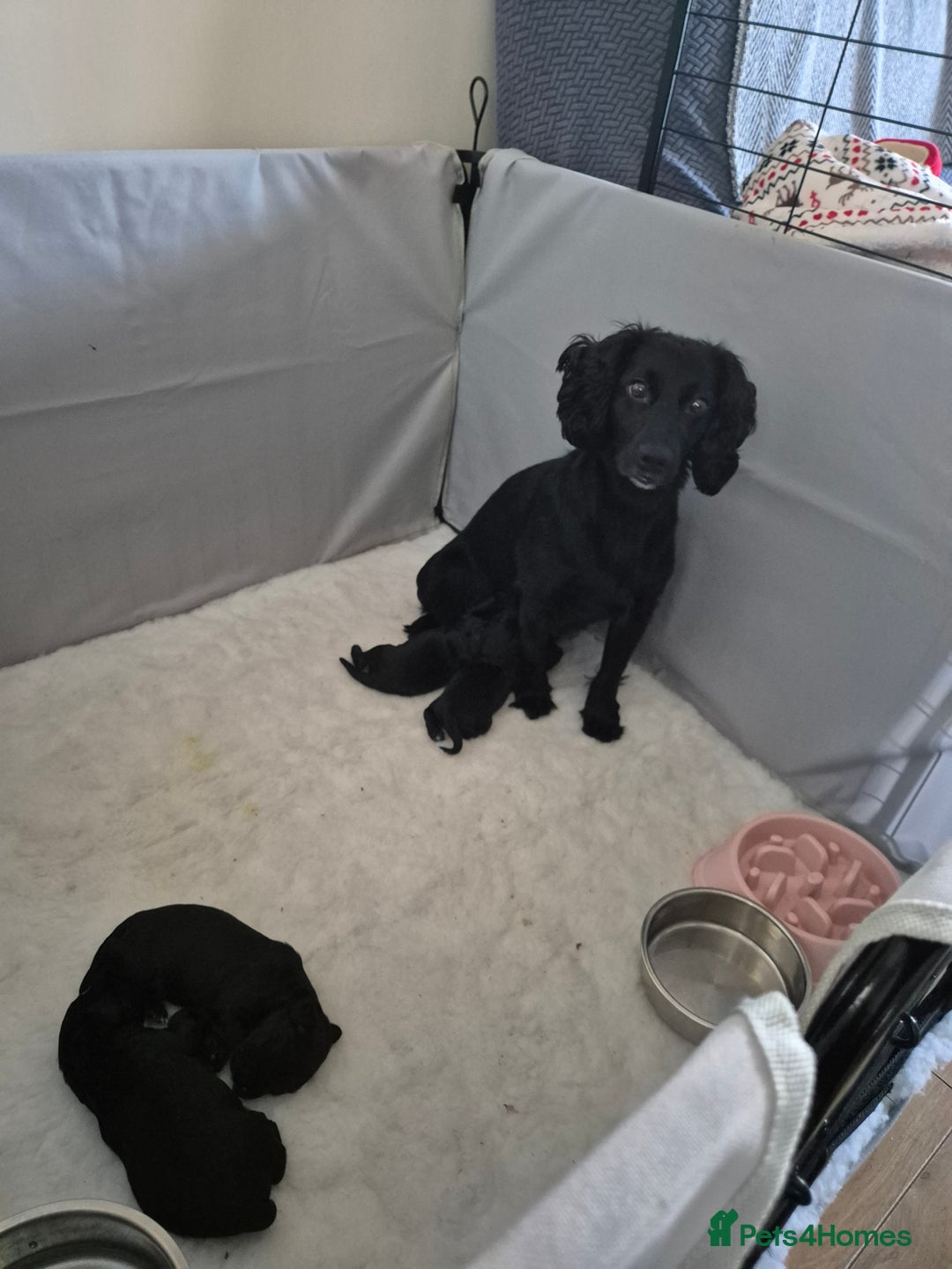 Cocker Spaniel dogs for sale: Stunning Working Cocker Spaniels - Advert 3