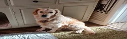 Golden Retriever dogs for sale: Adorable Fluffy Cream Retriever - Advert 3