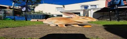 Rex rabbits for sale: 5 year old orange female/doe rex rabbit  - Advert 2