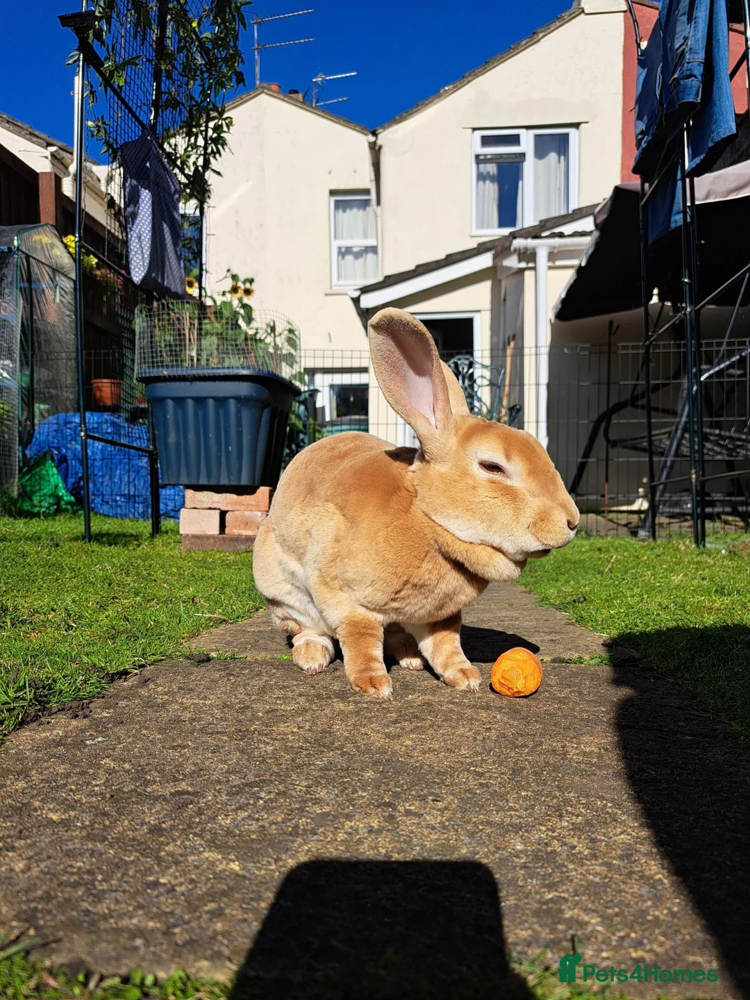Rex rabbits for sale: 5 year old orange female/doe rex rabbit  - Advert 2