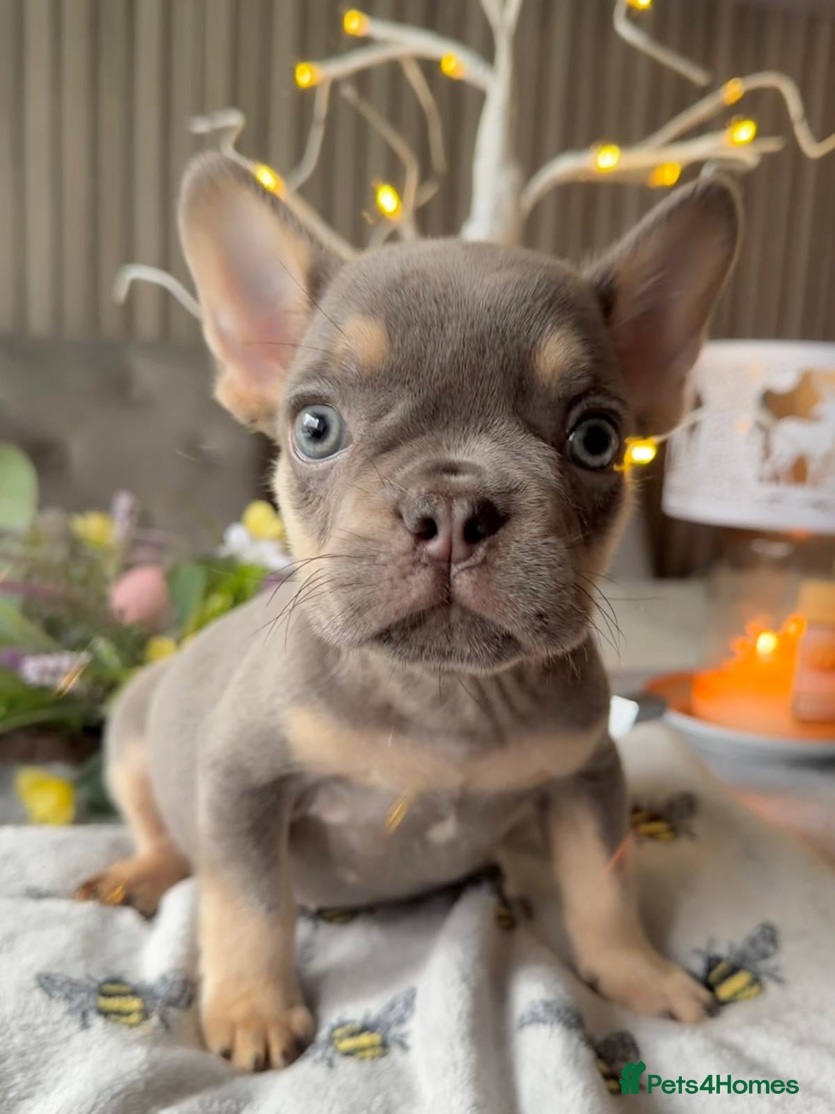 French Bulldog dogs Kc fluffy French bulldogs ( READY NOW ) - Advert 15