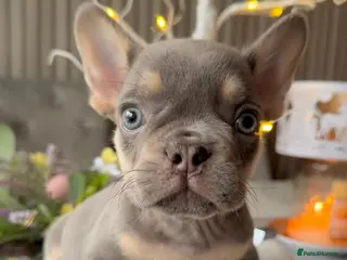 French Bulldog dogs Kc fluffy French bulldogs ( READY NOW ) - Advert 15