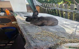 Mixed Breed rabbits for sale: Rabbits - Image 2
