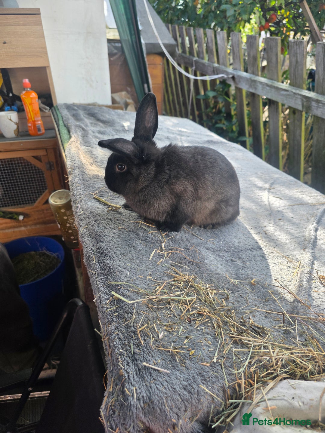 Mixed Breed rabbits for sale: Rabbits - Image 2