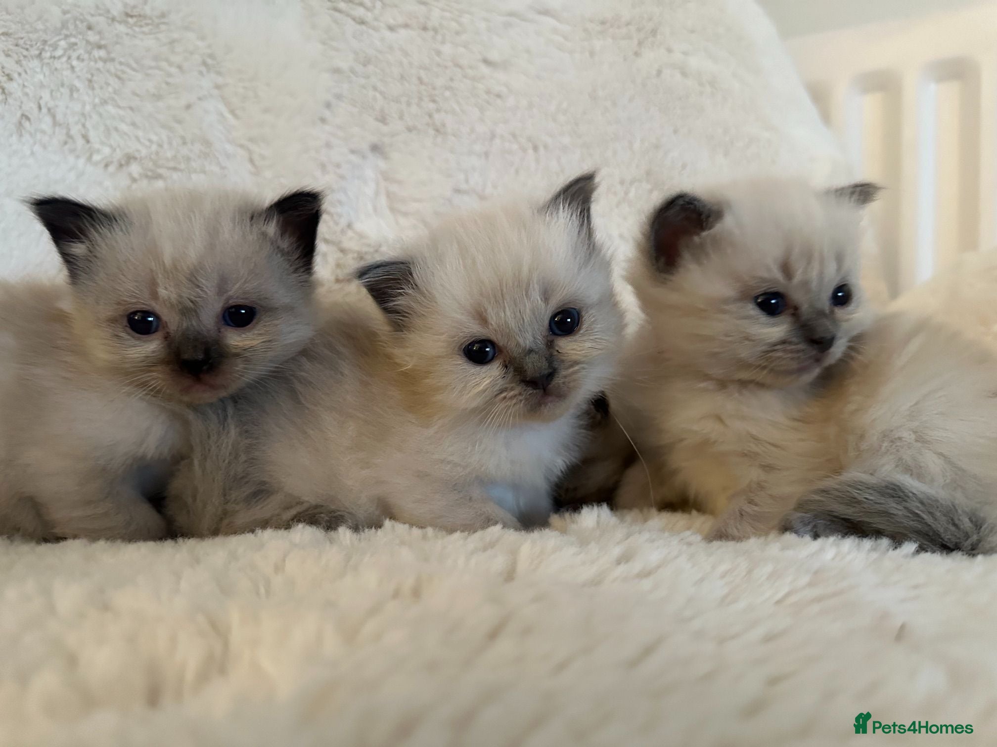 Ragdoll cats Pure Ragdoll Kittens – Ready to Reserve - Advert 5