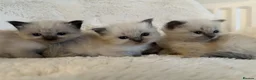 Ragdoll cats for sale: Pure Ragdoll Kittens – Ready to Reserve - Advert 2