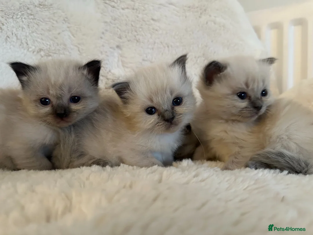Ragdoll cats for sale: Pure Ragdoll Kittens – Ready to Reserve - Advert 2
