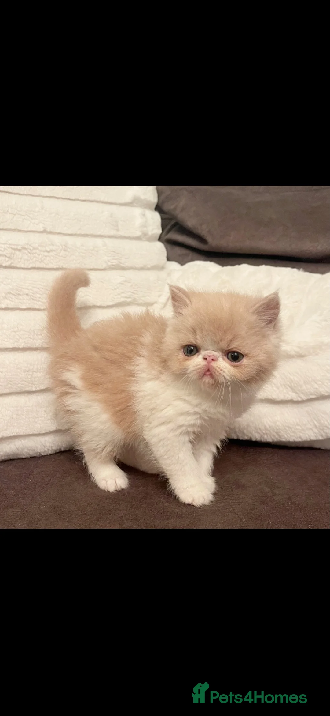 Exotic cats for sale: Show Quality Exotic kittens (TICA) - Advert 2