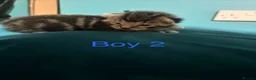 Mixed Breed cats for sale: 4 beautiful kittens for sale  - Advert 14