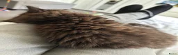 Mixed Breed cats for sale: Siberian x Ragdoll Kitten  - Advert 7