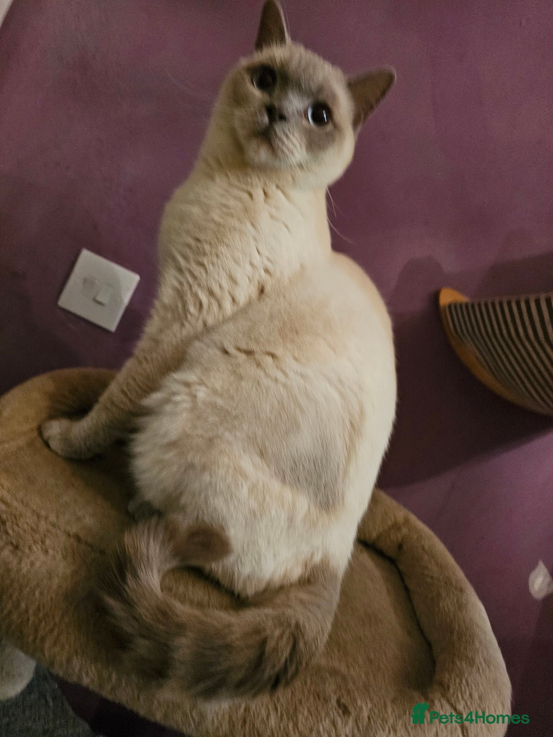 British Shorthair cats for sale: Lilac Coloupoint British Shorthair Female neutered - Advert 5
