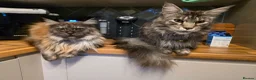Maine Coon cats for adoption: Maine Coon male & female for rehoming  in Nuneaton - Advert 8