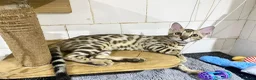 Bengal cats for sale: 🔥✨Pedigree TICA-Registered Bengals - Advert 12