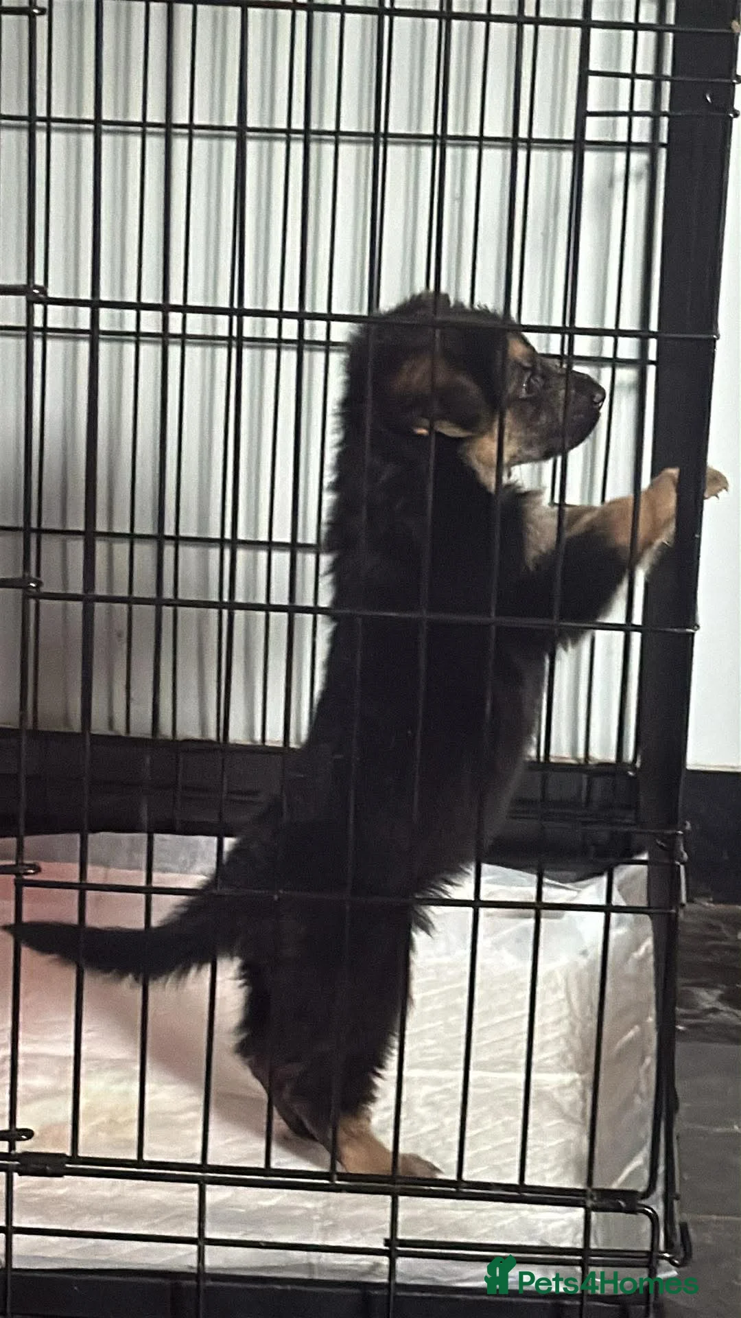 German Shepherd dogs for sale: 1 male  - Advert 4