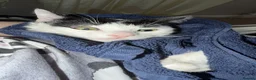 Mixed Breed cats for sale: Black and white cat  - Advert 6