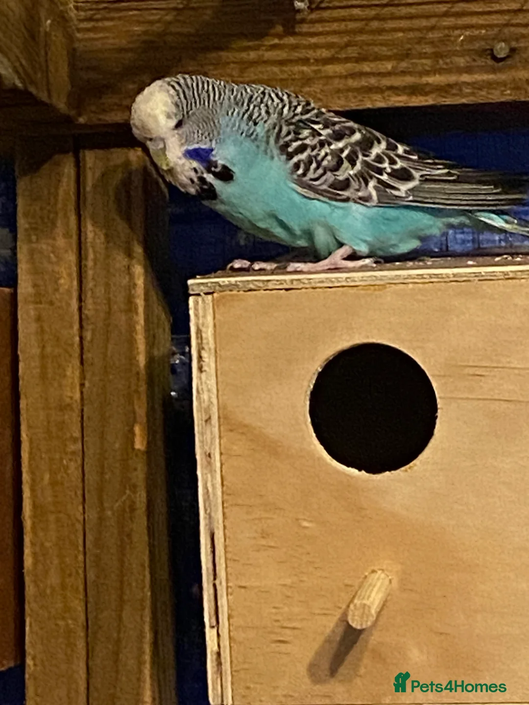 Budgerigars birds for sale: 2 pairs of Budgies for sale  in Saint Austell - Advert 3