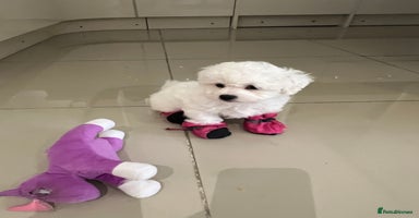Bichon Frise dogs - Advert 2