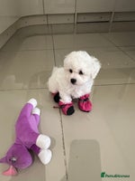 Bichon Frise dogs - Advert 2