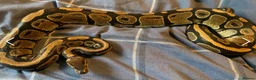 Python Snake reptiles for sale: 5 for £50 -adult docile Corn Snake & Ball Pythons - Advert 14