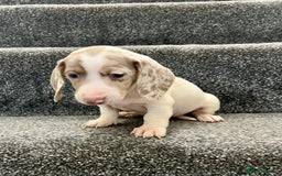 Miniature Dachshund dogs for sale: Miniature dachshund pups - Image 8
