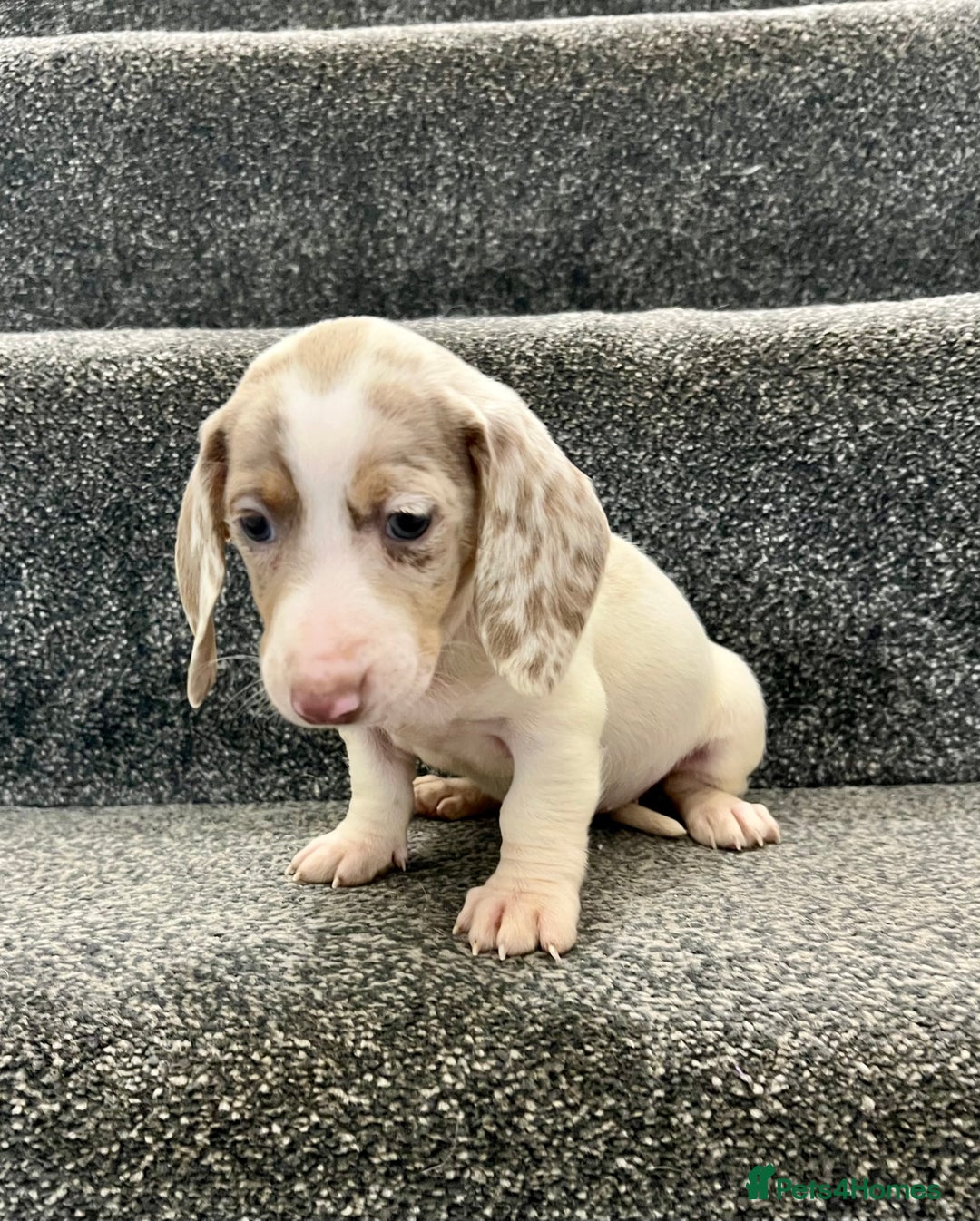 Miniature Dachshund dogs for sale: Miniature dachshund pups - Image 8