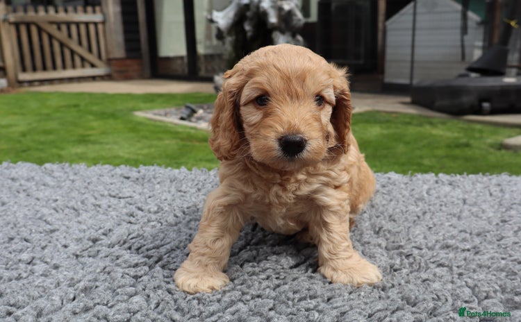 Cockapoo dogs - Advert 14