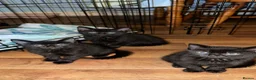 British Longhair cats for sale: Black British long haired cats  in Buckingham - Advert 3