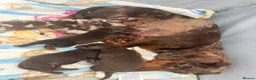 Miniature Dachshund dogs for sale: Miniature dachshund puppies  in Ashford - Advert 13